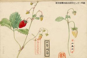 四季成苺（シキナリイチゴ）の細密画