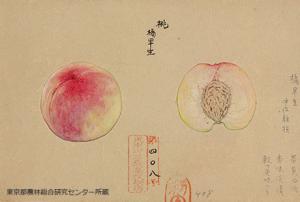 橘早生（タチバナワセ）の細密画