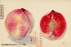 天津水蜜桃（テンシンスイミツトウ）の細密画