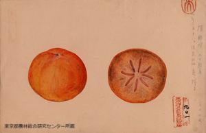 横野柿（ヨコノカキ）の細密画
