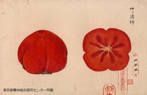 四ツ溝柿（ヨツミゾカキ）の細密画