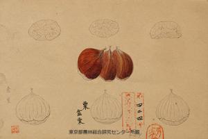 盆栗（ボングリ）の細密画