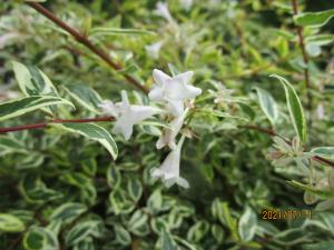 アベリア ‘ホープレイズ’ 花の写真