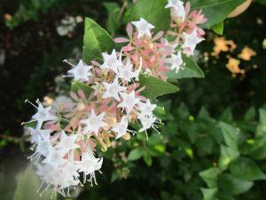 アベリア シネンシス　花の写真