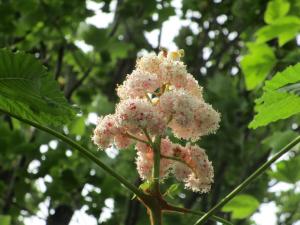 セイヨウトチノキ ‘バウマニー’　花