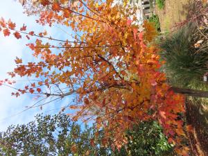 ベニカエデ ‘スカンロン’　紅葉