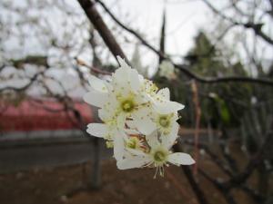 ザイフリボク ‘バレリーナ’　花