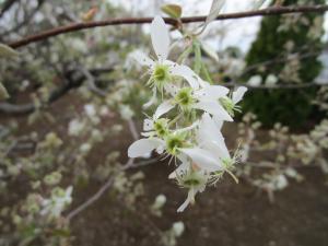 ザイフリボク ラマルキー　花