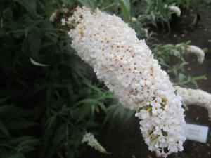 ブッドレア（白花）　花