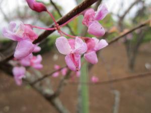 アメリカハナズオウ ‘シルバークラウド’　花