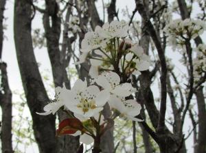 ギンヨウナシ ‘オオハラベニ’　花