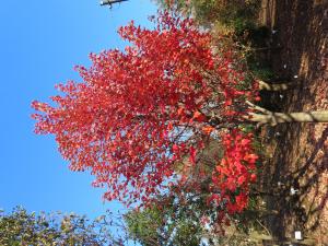 ベニカエデ ‘オクトーバーグローリー’  　紅葉