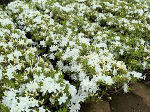 白い花が満開のヒラドツツジ