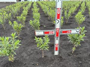 オオムラサキツツジ大きさ確認