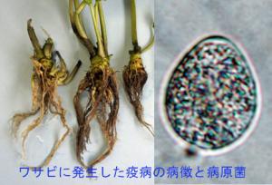 ワサビに発生した疫病の病徴と病原菌