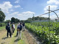 1年生ほ場のナス
