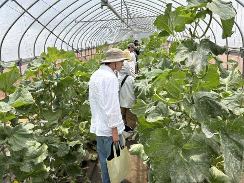 研修農場のメロンハウス