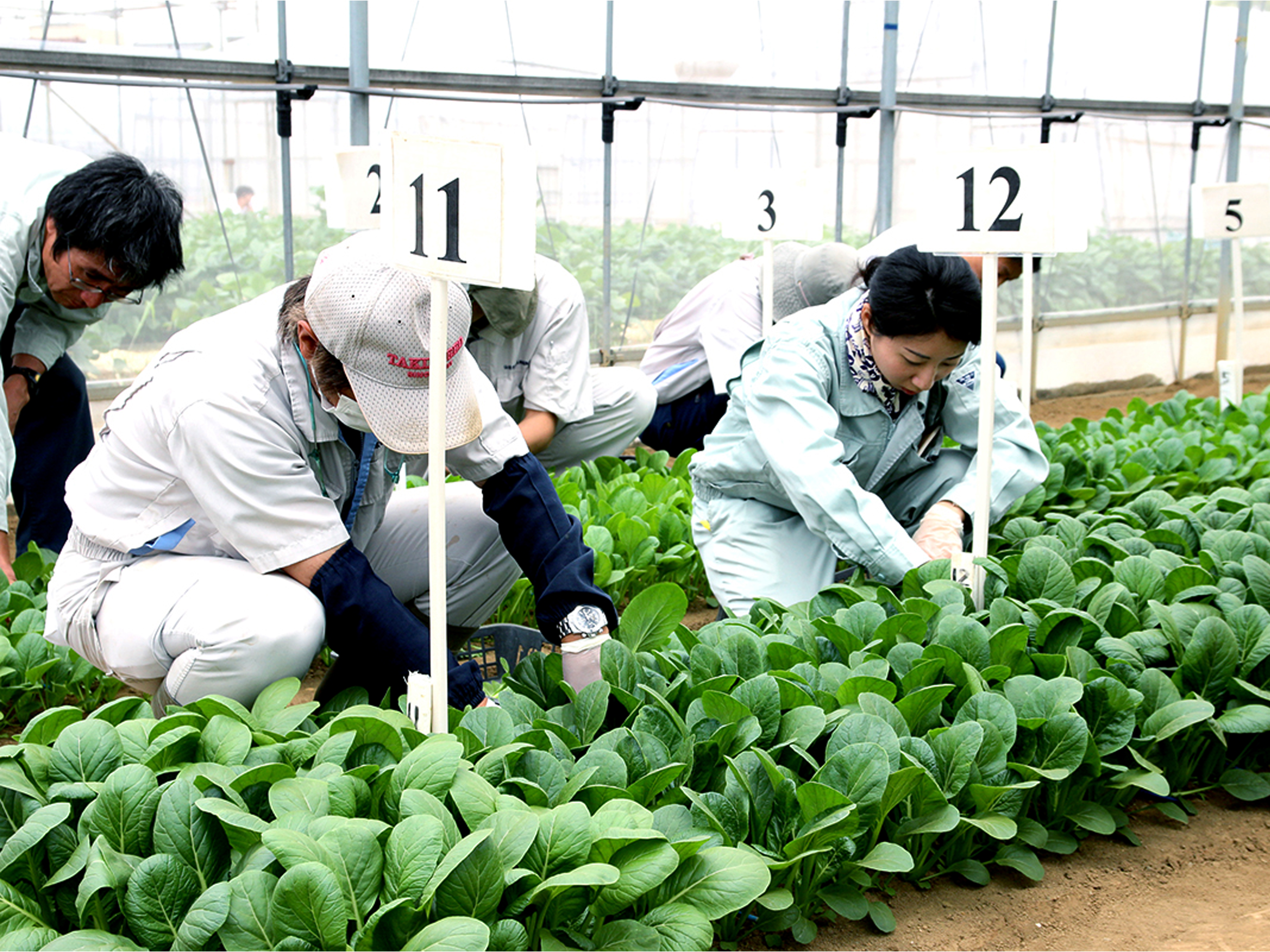 写真 コマツナ品種比較栽培試験